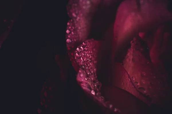 Trandafir Roz Frumos Nuanțe Albe Picături Rouă Fundal Negru — Fotografie, imagine de stoc