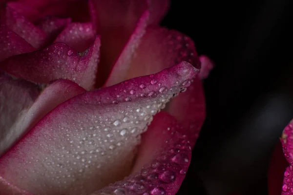 Krásná Růžová Růže Bílými Odstíny Kapkami Rosy Černém Pozadí — Stock fotografie