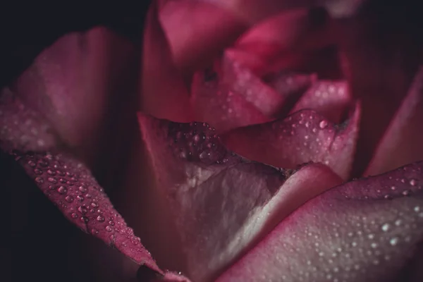 Hermosa Rosa Rosa Con Tonos Blancos Gotas Rocío Sobre Fondo —  Fotos de Stock