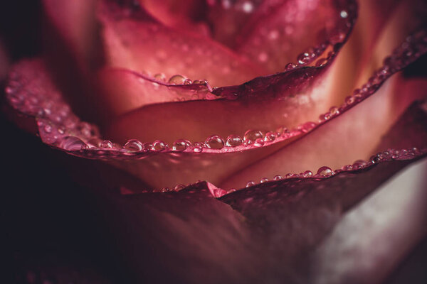 Beautiful pink rose with white shades and dew drops on a black background