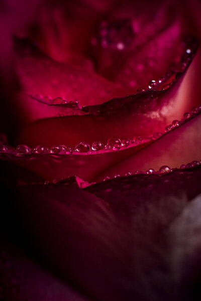 Beautiful pink rose with white shades and dew drops on a black background