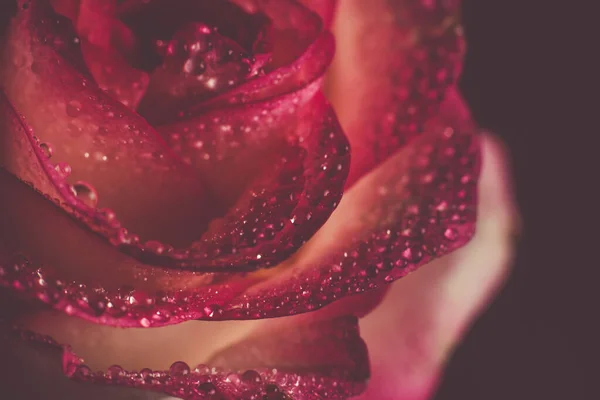 Hermosa Rosa Rosa Con Tonos Blancos Gotas Rocío Sobre Fondo — Foto de Stock