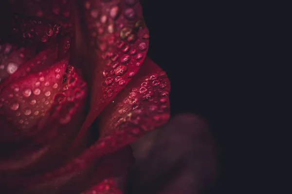 Krásná Růžová Růže Bílými Odstíny Kapkami Rosy Černém Pozadí — Stock fotografie