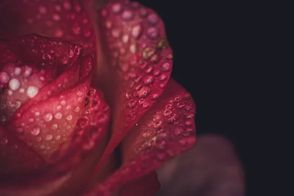 Trandafir Roz Frumos Nuanțe Albe Picături Rouă Fundal Negru — Fotografie, imagine de stoc