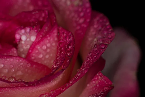 Krásná Růžová Růže Bílými Odstíny Kapkami Rosy Černém Pozadí — Stock fotografie