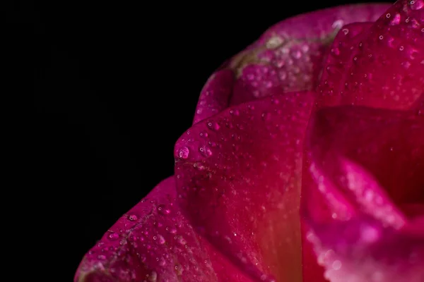 Belle Rose Rose Avec Des Nuances Blanches Des Gouttes Rosée — Photo