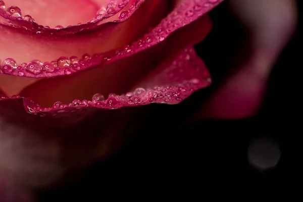 Bella Rosa Rosa Con Sfumature Bianche Gocce Rugiada Uno Sfondo — Foto Stock