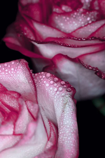 Bella Rosa Rosa Con Sfumature Bianche Gocce Rugiada Uno Sfondo — Foto Stock