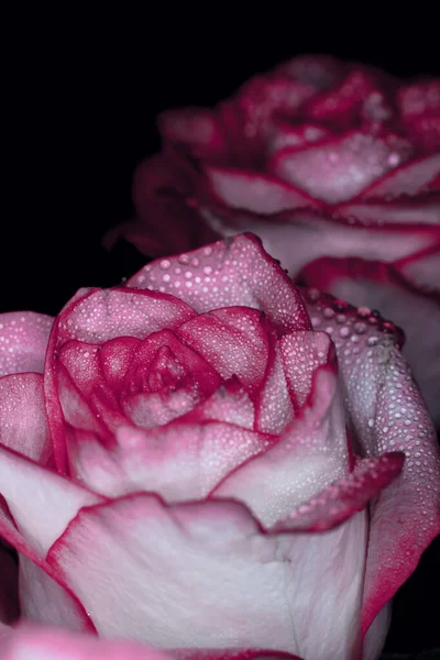 Bella Rosa Rosa Con Sfumature Bianche Gocce Rugiada Uno Sfondo — Foto Stock