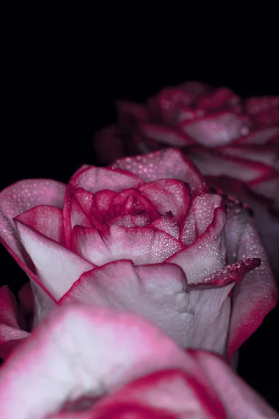 Beyaz Gölgeli Güzel Pembe Gül Siyah Arka Planda Çiğ Damlaları — Stok fotoğraf