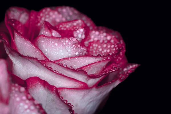 Krásná Růžová Růže Bílými Odstíny Kapkami Rosy Černém Pozadí — Stock fotografie