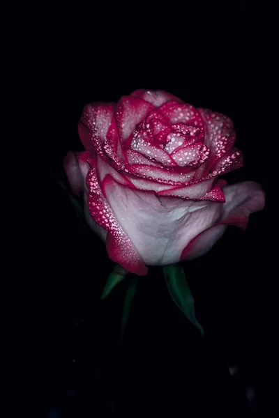 Красива Рожева Троянда Білими Відтінками Краплями Роси Чорному Тлі — стокове фото