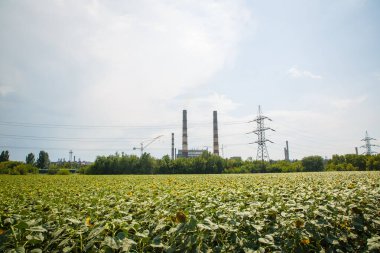 Yazın büyük ayçiçeği tarlası. Metalurji bitkisinin yanında.
