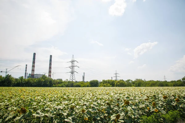 Big field of sunflower in the summer near the metallurgical plant