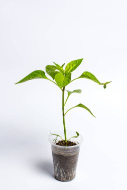 Farklı sebzelerle dolu plastik bir kabın içindeki yeşil tohumlar daha iyi yetiştirilmek için.