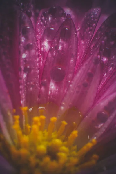 Beautiful Purple Flower Dew Drops Summer Morning — Stock Photo, Image