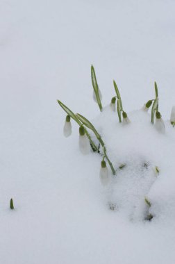 İlkbaharın erken saatlerinde karın altından güzel kar damlaları