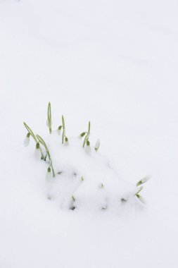 İlkbaharın erken saatlerinde karın altından güzel kar damlaları