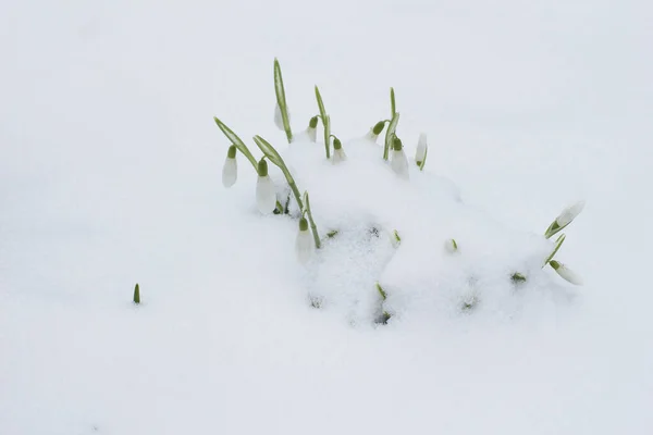 Lindas Gotas Neve Início Primavera Sob Neve — Fotografia de Stock