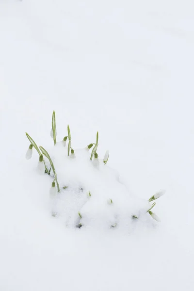 雪の下から早春の美しい雪滴 — ストック写真