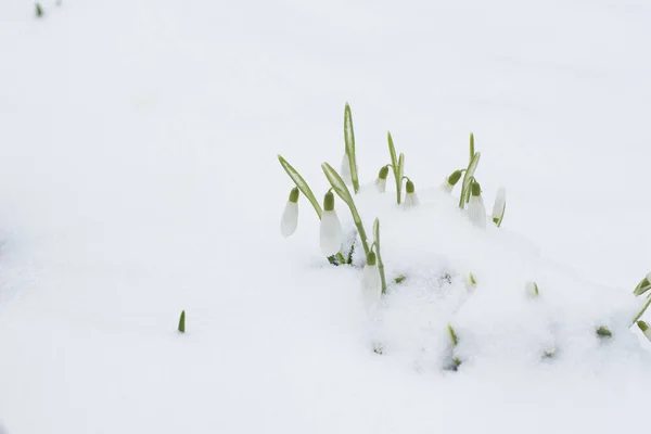 美丽的雪花在早春从雪下落下 — 图库照片