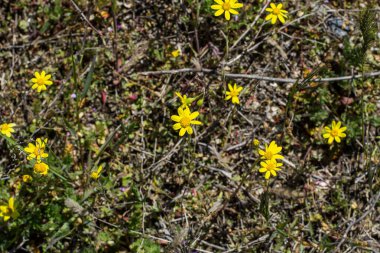 Güneşli bir yaz gününde tarlada narin sarı kır çiçekleri.