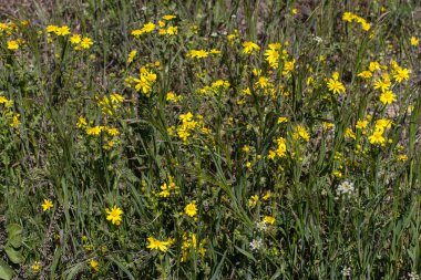Güneşli bir yaz gününde tarlada narin sarı kır çiçekleri.
