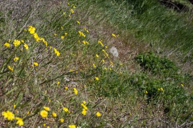 Güneşli bir yaz gününde tarlada narin sarı kır çiçekleri.