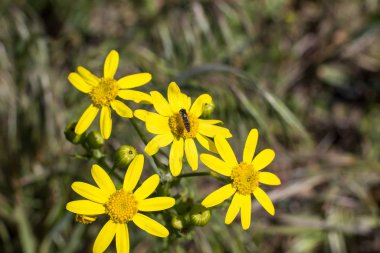 Güneşli bir yaz gününde tarlada narin sarı kır çiçekleri.