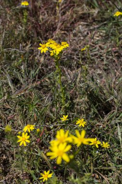 Güneşli bir yaz gününde tarlada narin sarı kır çiçekleri.