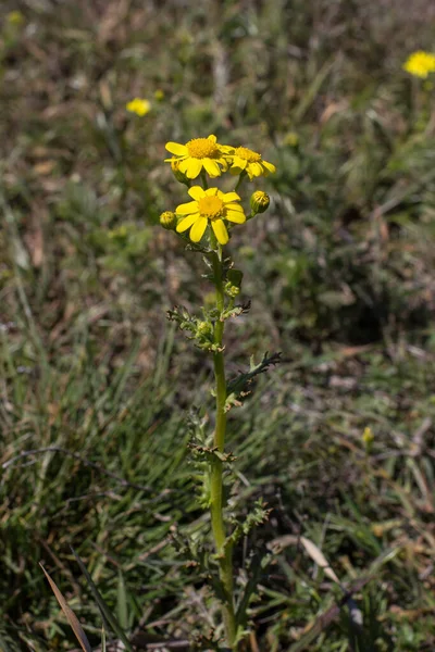 Flores Silvestres Amarelas Delicadas Campo Dia Ensolarado Verão — Fotografia de Stock