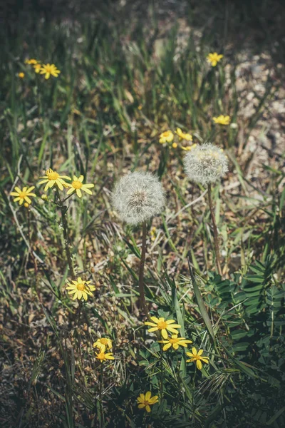 Güneşli Bir Yaz Gününde Tarlada Narin Sarı Kır Çiçekleri — Stok fotoğraf