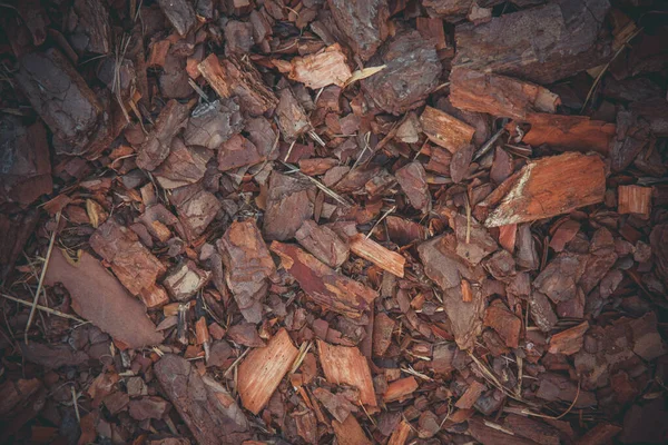 Kahverengi Yaşlı Ağaç Kabuğu Gün Boyunca Yerde Yatar — Stok fotoğraf