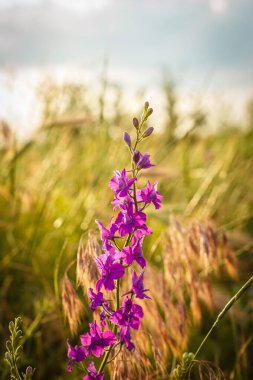 Yaz akşamları gün batımında güzel kır çiçekleri