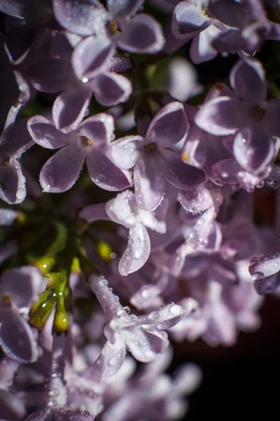 Piękna Fioletowa Gałąź Liliowa Wczesną Wiosną — Zdjęcie stockowe
