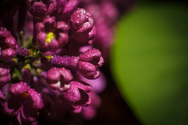 Piękna Fioletowa Gałąź Liliowa Wczesną Wiosną — Zdjęcie stockowe