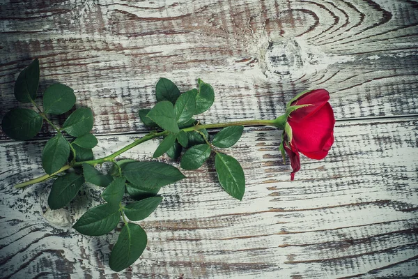 Belle Rose Rouge Sur Une Vieille Surface Vintage — Photo