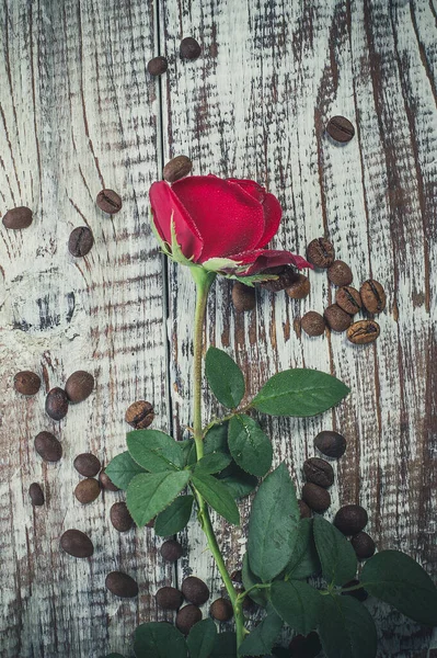 美丽的红玫瑰在古老的古董表面上 — 图库照片