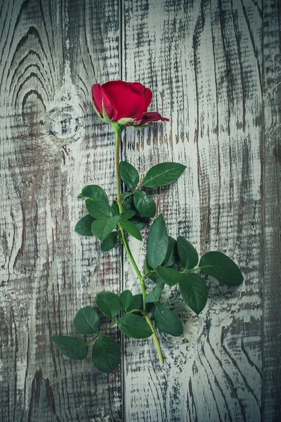 Beautiful Red Rose Old Vintage Surface — ストック写真