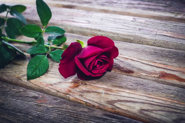 Belle Rose Rouge Sur Une Vieille Surface Vintage — Photo