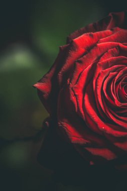 Koyu renklerde güzel kırmızı gül.