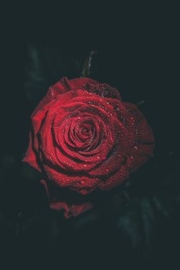 Koyu renkli güzel kırmızı gül ve çiğ damlaları.