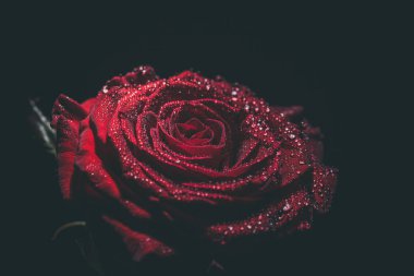 Koyu renkli güzel kırmızı gül ve çiğ damlaları.