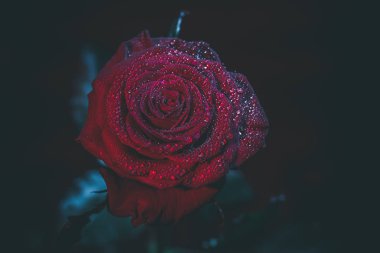 Koyu renkli güzel kırmızı gül ve çiğ damlaları.