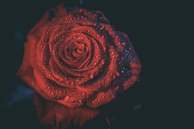 Koyu renkli güzel kırmızı gül ve çiğ damlaları.