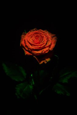 Koyu renkli güzel kırmızı gül ve çiğ damlaları.