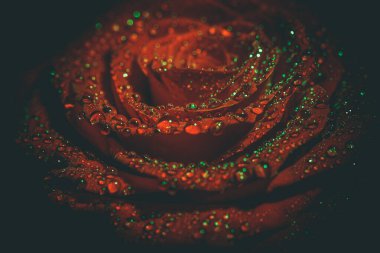 Koyu renkli güzel kırmızı gül ve çiğ damlaları.