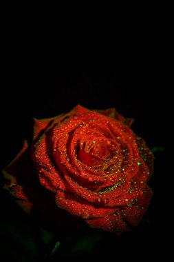 Koyu renkli güzel kırmızı gül ve çiğ damlaları.