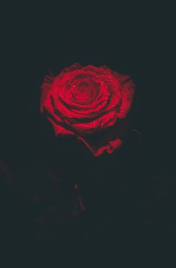 Koyu renkli güzel kırmızı gül ve çiğ damlaları.