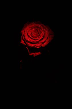 Koyu renkli güzel kırmızı gül ve çiğ damlaları.